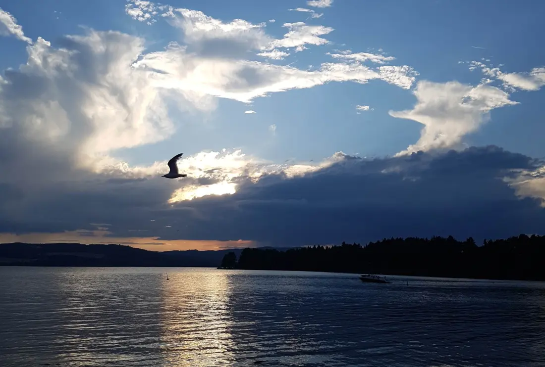 Bilde av fugl over Mjøsa. Foto: Gunhild Smedås