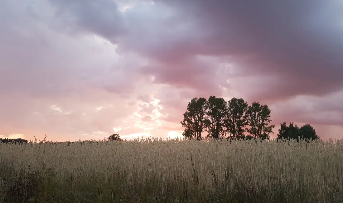 Naturbilde av åker, trær og himmel. Foto: Gunhild Smedås